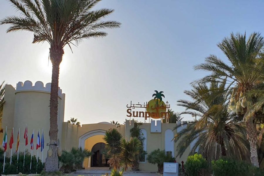 Sun Palm Douz